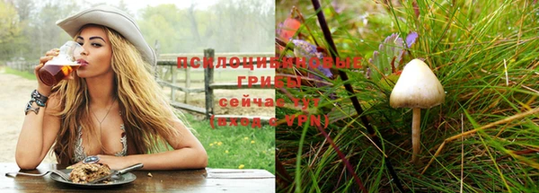сатива Белокуриха